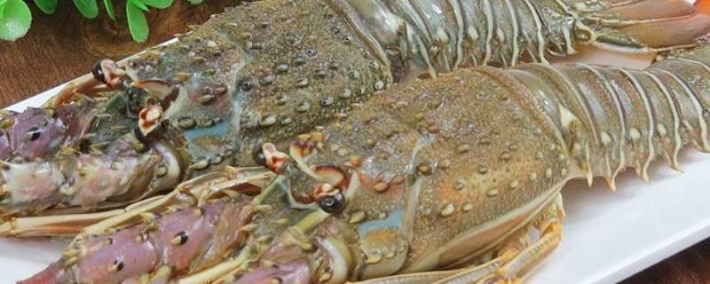 小青龙放冰箱能放多久（小青龙放冰箱怎样储存）