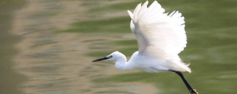 白鹭的眼睛特点 白鹭身上的特点