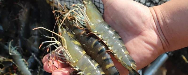 虾买回来怎么保存 虾买回来怎么保存活的