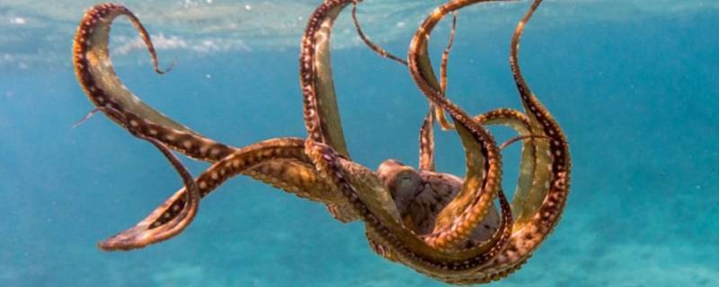 章鱼几条腿 蓝环章鱼几条腿