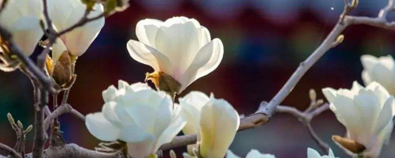 玉兰为什么称为鬼花 白玉兰