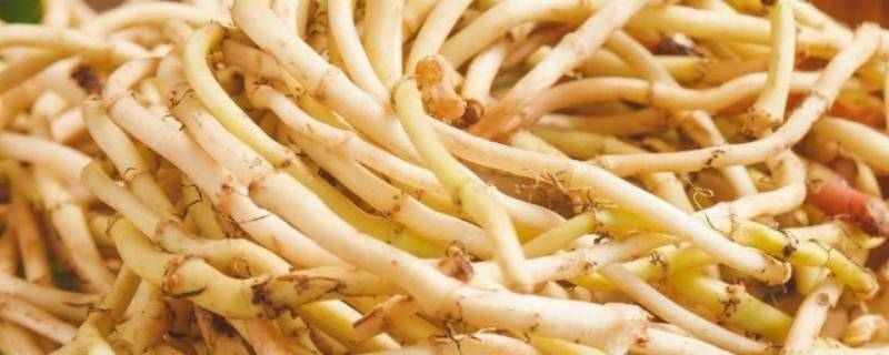 猪皮拱是什么意思 猪拱的意思是什么