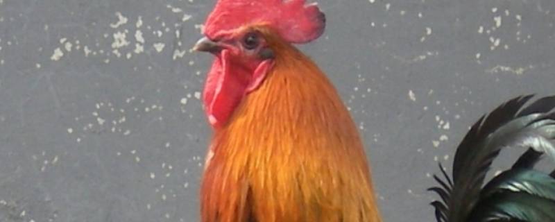 现杀的鸡放保鲜里面能存放多久 现杀的鸡放保鲜里面能存放多久不坏