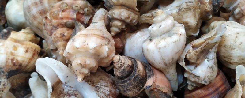 海螺能放冰箱冷冻吗（海螺可以冷冻吗 海螺放冰箱能保存多久）