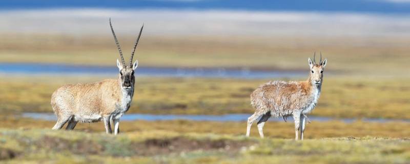 高原上有什么（骑鹅旅行记中海岛的中央高原上有什么）