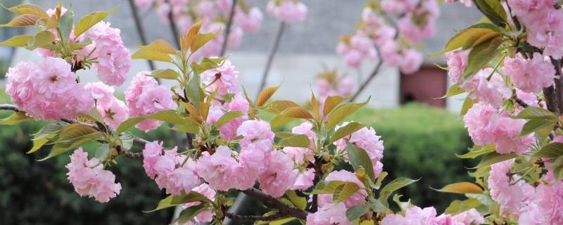 红缨是什么（女生的红缨是什么）