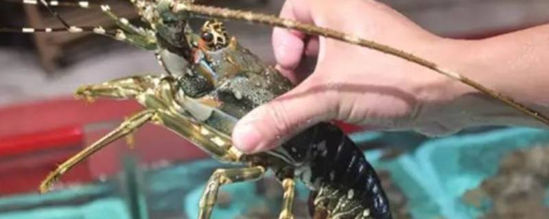 小青龙不马上吃如何保存 小青龙如何保鲜存放