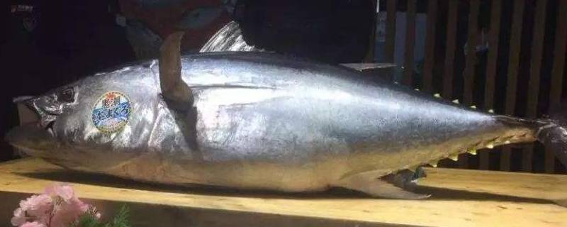 金枪鱼多大（金枪鱼多大宝宝能吃）