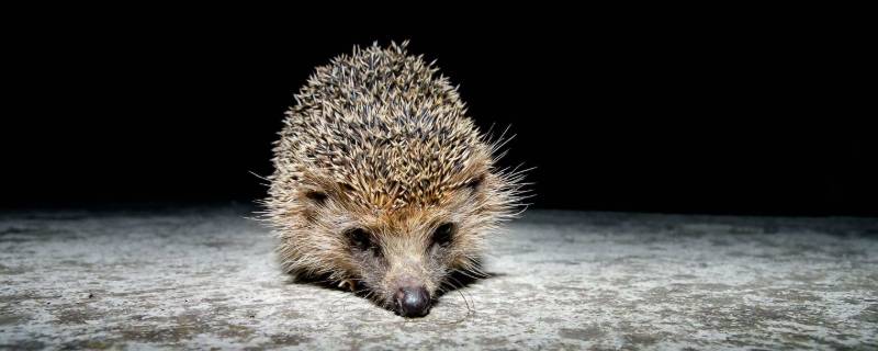 具有自我保护功能的动物有哪些 具有自我保护功能的动物有哪些图片