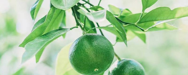 青橘子是热性还是凉性的 青橘属于凉性还是热性