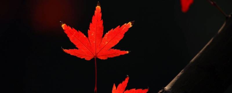 树叶脱落前为什么有的树叶会变红 树叶脱落前为什么有的树叶会变黄