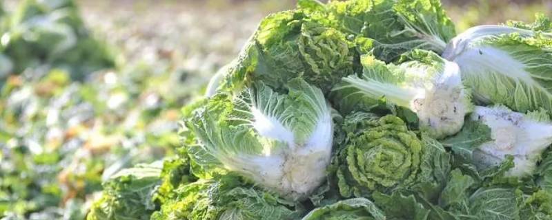 白菜是感光食物吗（大白菜是感光食物吗?）
