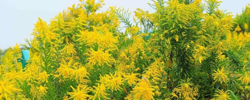什么是加拿大一枝黄花 什么是加拿大一枝黄花图片