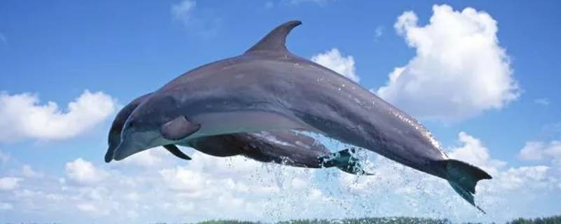 海豚靠什么呼吸（海豚用哪呼吸）