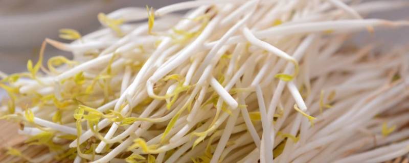 豆芽是怎样生长的 豆芽是怎样生长的视频