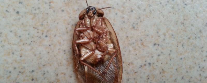 床上有蟑螂怎么办 床上也有蟑螂怎么办