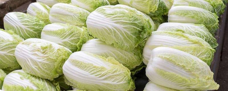 怎样储存大白菜 怎样储存大白菜不烂