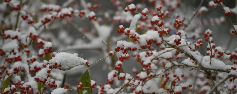 下雪的条件有哪些（下雪需要哪些条件）