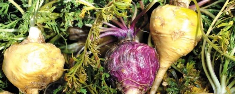 玛咖一般是从哪种植物中提炼出来的（玛咖一般是从哪种植物中提炼出来的答案）