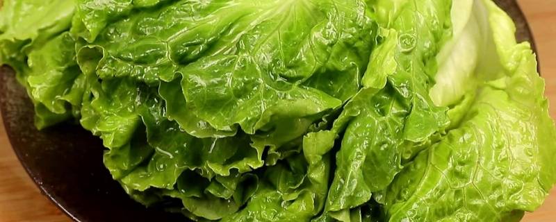 生菜怎么洗 生菜怎么洗才干净