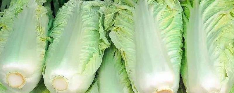 白菜和玉米哪种作物不算粮食作物 那种作物不算粮食白菜玉米