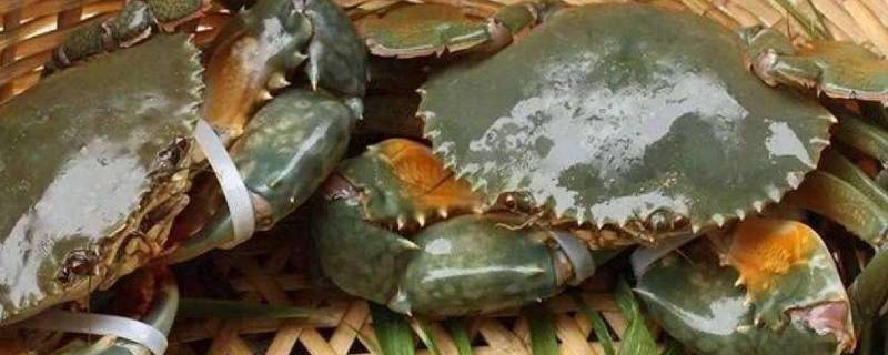 青蟹清蒸需要多少时间 清蒸青蟹要蒸多久