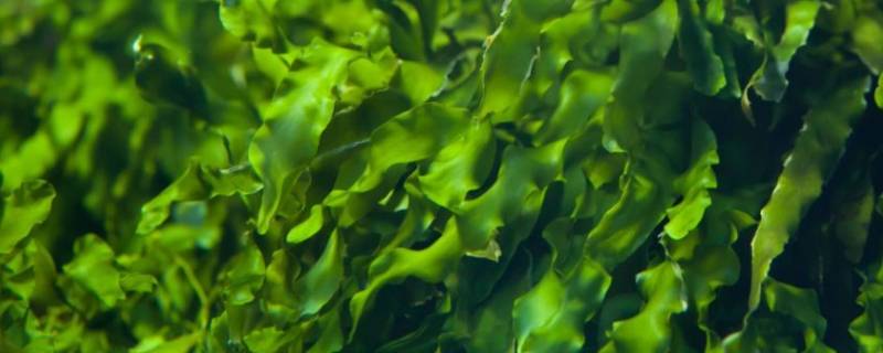 海带是什么类植物 海带是什么类植物根茎叶