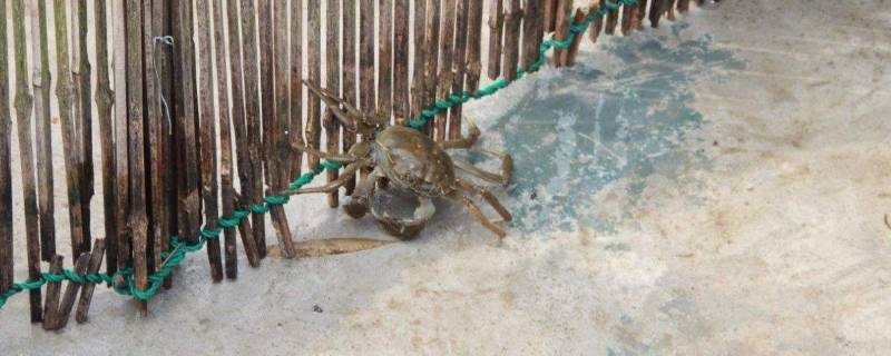 簖蟹是什么螃蟹（蝤蛑是什么螃蟹）