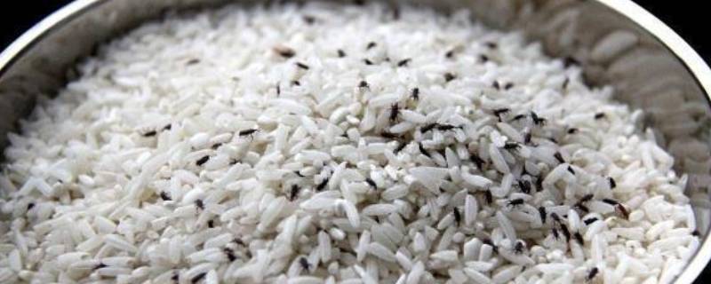 大米怎样存放一年不生虫子（大米如何长期保存不生虫子）