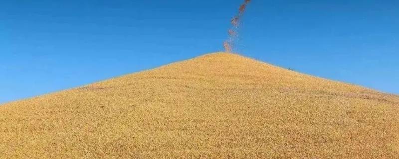 粮食包括哪些种类（粮食的种类及分类）