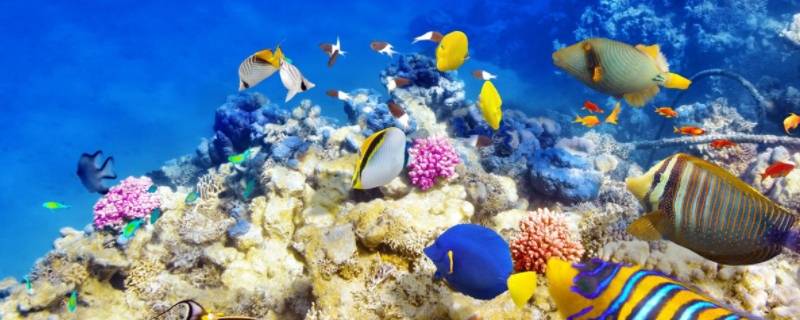 水族馆里有什么鱼（水族馆里有什么鱼,各有什么特点）