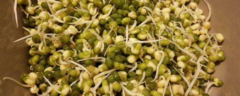 绿豆长出来的芽叫什么（绿豆长出来的芽叫什么?）