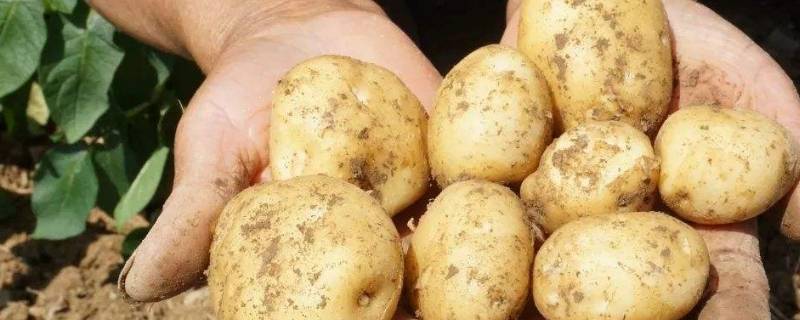土豆需要放冰箱吗 土豆放冰箱吗?