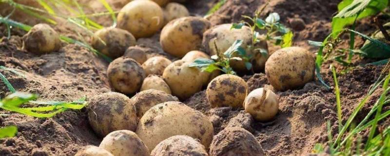 土豆属于蔬菜吗 土豆属于蔬菜类食物吗?