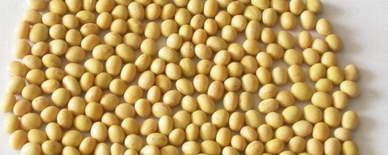 新鲜大豆怎么冷冻保存 新鲜大豆怎样保存