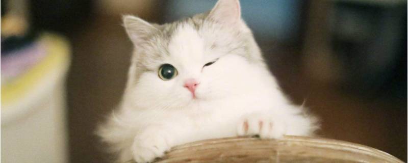 猫咪比喻成什么样警察 把猫比喻成什么样的人