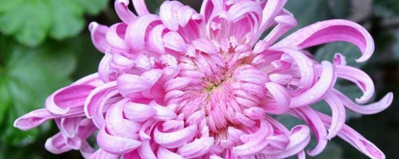 龙爪菊在冬天开花是好兆头吗（龙爪菊的花期）