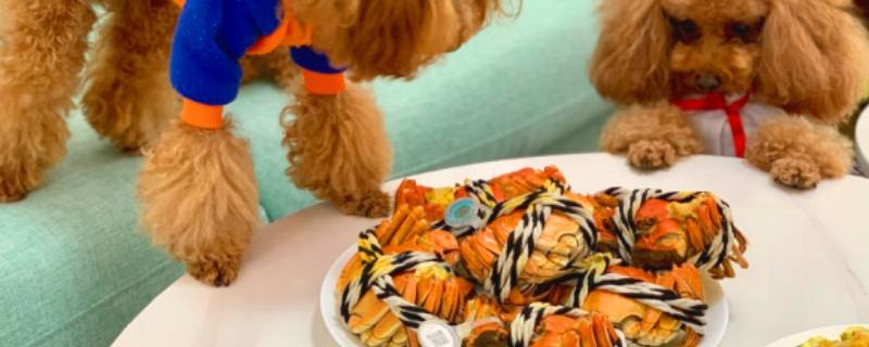 如果小狗吃了螃蟹几天会死 狗吃螃蟹壳后几天会死