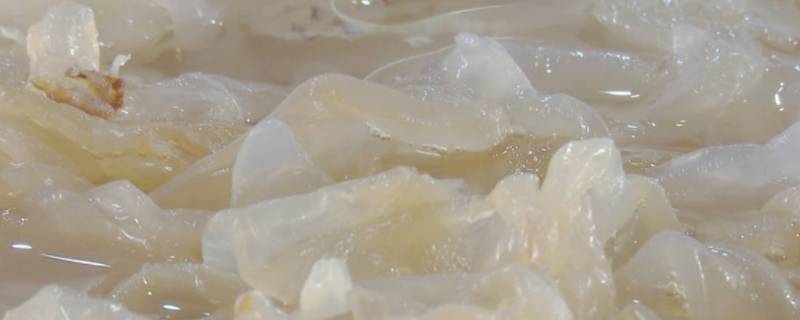 海蜇太硬是太老了吗 海蜇皮太硬