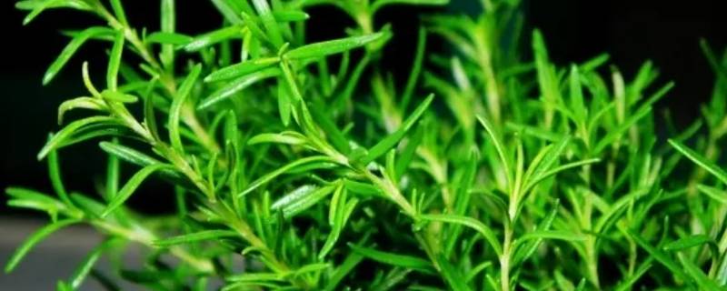 迷迭香是茴香吗 迷迭香跟茴香一样吗