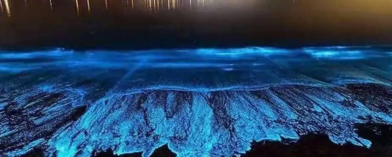 蓝眼泪为什么会发光（蓝眼泪会发亮吗）