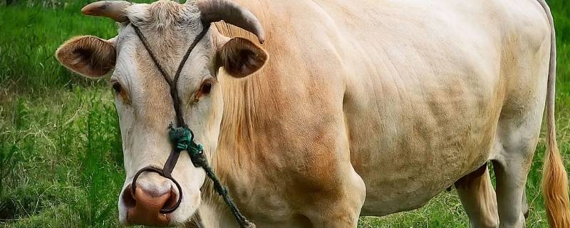 牛是哺乳动物吗 牛是哺乳动物吗为什么