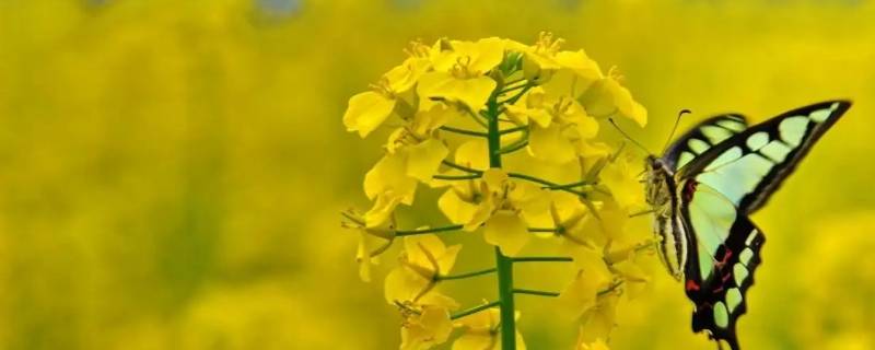 菜花的寓意和象征 菜花的寓意是什么