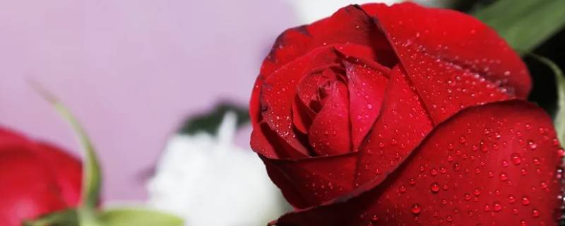 玫瑰花束怕冻吗（玫瑰花怕冻么）
