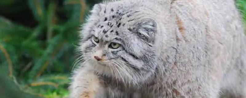 兔狲属于猫科动物吗（兔狲属于猫科动物吗?）