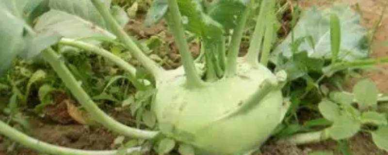 疙瘩头是什么菜（疙瘩头咸菜图片）
