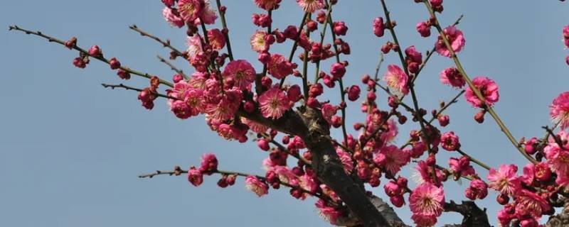 腊梅是不是梅花（腊梅是否是梅花）