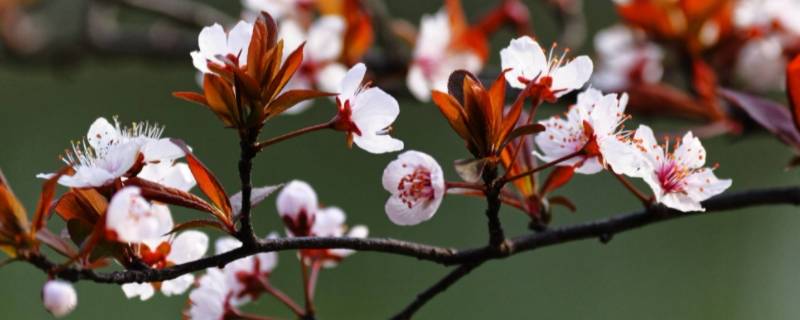 樱花是什么味道（樱花是什么味道什么香味）