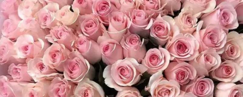 两朵粉色玫瑰花代表什么意思（3朵粉玫瑰花代表什么意思）