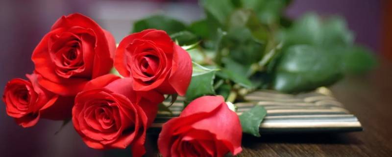 玫瑰花寓意代表什么意思（玫瑰花代表着什么寓意）
